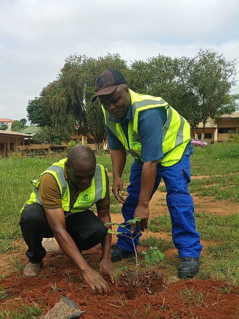 CEMASUDEV team members planting a tree seedling in a grassy field in Bamenda, Cameroon